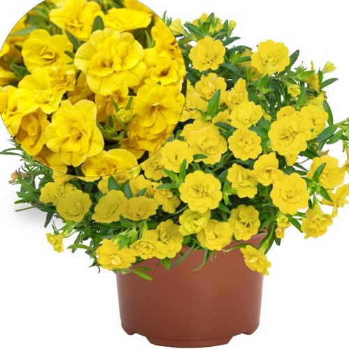 Calibrachoa 'Aloha Double Yellow' - Puispetuunia 'Aloha Double Yellow'